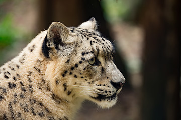 Image showing snow leopard, Uncia uncia