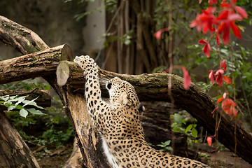 Image showing shot of Persian leopard