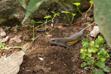 Image showing Eutropis multifasciata balinensis (Bali Skink)