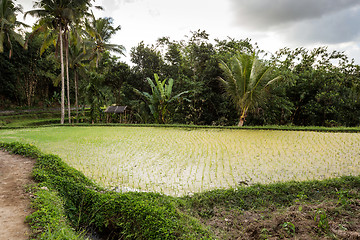 Image showing Rice terraced paddy fields in Gunung Kawi