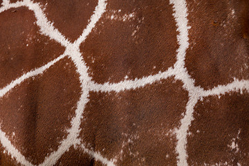 Image showing Giraffa texture