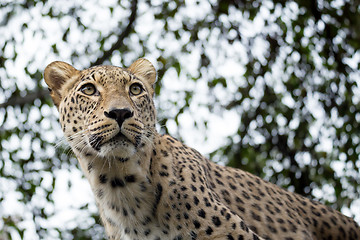 Image showing head shot of Persian leopard