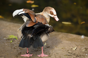 Image showing Egyptian Goose