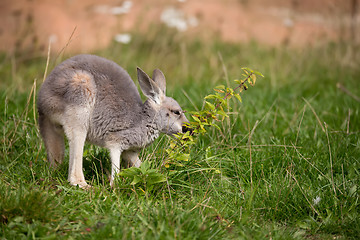 Image showing red kangaroo baby