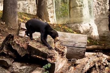 Image showing Sun bear also known as a Malaysian bear