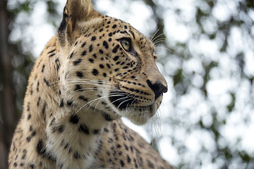 Image showing head shot of Persian leopard