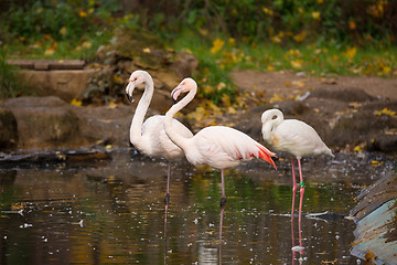 Image showing Beautiful American Flamingos