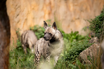 Image showing Striped hyena (Hyaena hyaena)