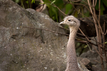 Image showing Portrait of Australian Emu (Dromaius novaehollandiae)