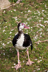 Image showing Spur-winged Goose, Plectropterus gambensis