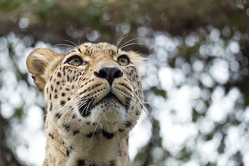 Image showing head shot of Persian leopard