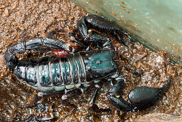 Image showing Emperor Scorpion ( Pandinus imperator)