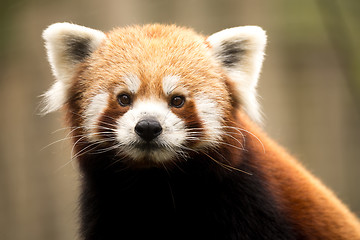 Image showing Red panda (Ailurus fulgens)