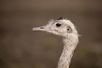 Image showing Portrait of Australian Emu (Dromaius novaehollandiae)