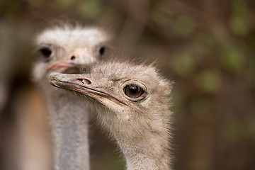 Image showing Portrait of Australian Emu (Dromaius novaehollandiae)