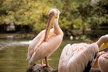 Image showing rare Spot-billed pelican, Pelecanus philippensisin camera 