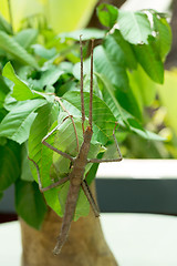 Image showing Phasmatodea, Stick insects