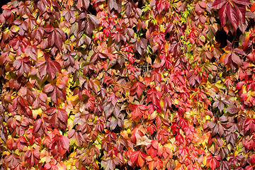 Image showing Autumn background