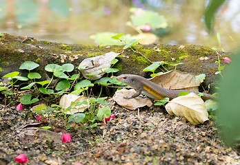 Image showing Eutropis multifasciata balinensis (Bali Skink)