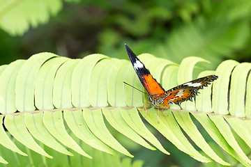 Image showing beautiful Monarch Butterfly