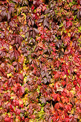 Image showing Autumn background