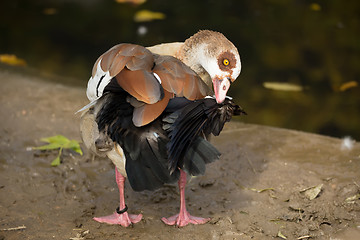 Image showing Egyptian Goose