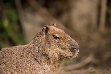 Image showing Close up photo of Capybara