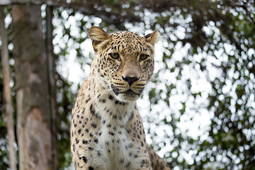 Image showing head shot of Persian leopard