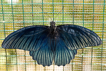 Image showing beautiful dark blue butterfly