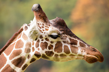 Image showing young cute giraffe grazing