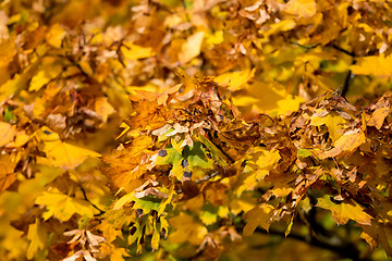 Image showing Autumn background