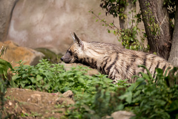 Image showing Striped hyena (Hyaena hyaena)