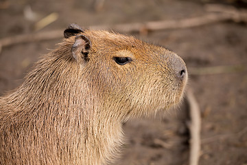 Image showing Close up photo of Capybara