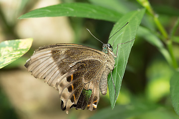 Image showing beautiful brown Butterfly