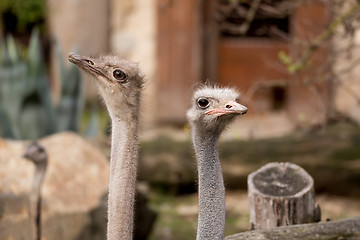 Image showing Portrait of Australian Emu (Dromaius novaehollandiae)