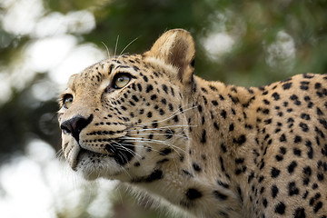 Image showing head shot of Persian leopard