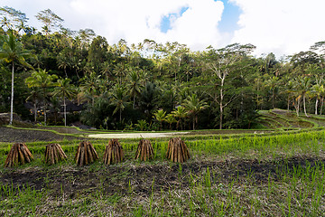 Image showing Rice terraced paddy fields in Gunung Kawi