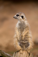 Image showing female of meerkat or suricate