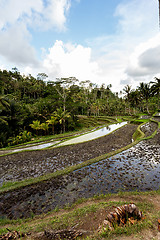 Image showing Rice terraced paddy fields in Gunung Kawi