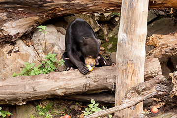 Image showing Sun bear also known as a Malaysian bear