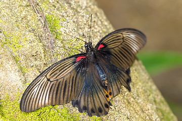 Image showing beautiful dark butterfly with white strip