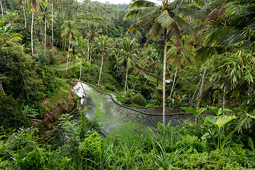 Image showing Rice terraced paddy fields in Gunung Kawi