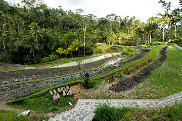Image showing Rice terraced paddy fields in Gunung Kawi