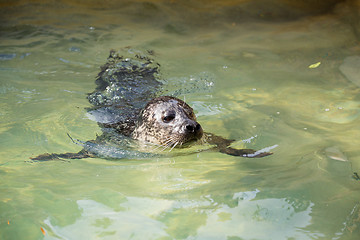 Image showing portrait of young harbor seal