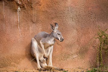 Image showing red kangaroo