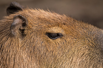 Image showing Close up photo of Capybara