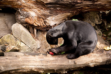 Image showing Sun bear also known as a Malaysian bear