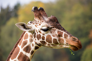 Image showing young cute giraffe grazing