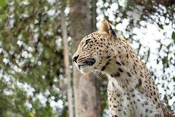 Image showing head shot of Persian leopard