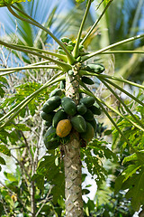 Image showing Green papaya on the tree, Bali Indonesia